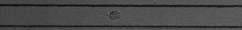 shear - beaucoup de cellule